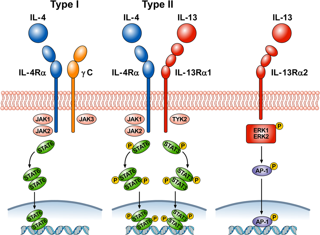 Interleukin IL13
