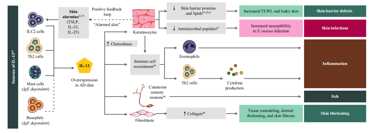 Interleukin IL13