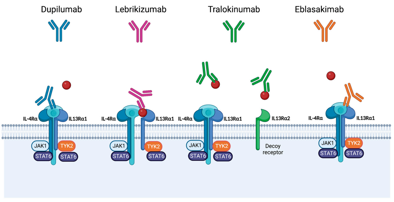 Interleukin IL13
