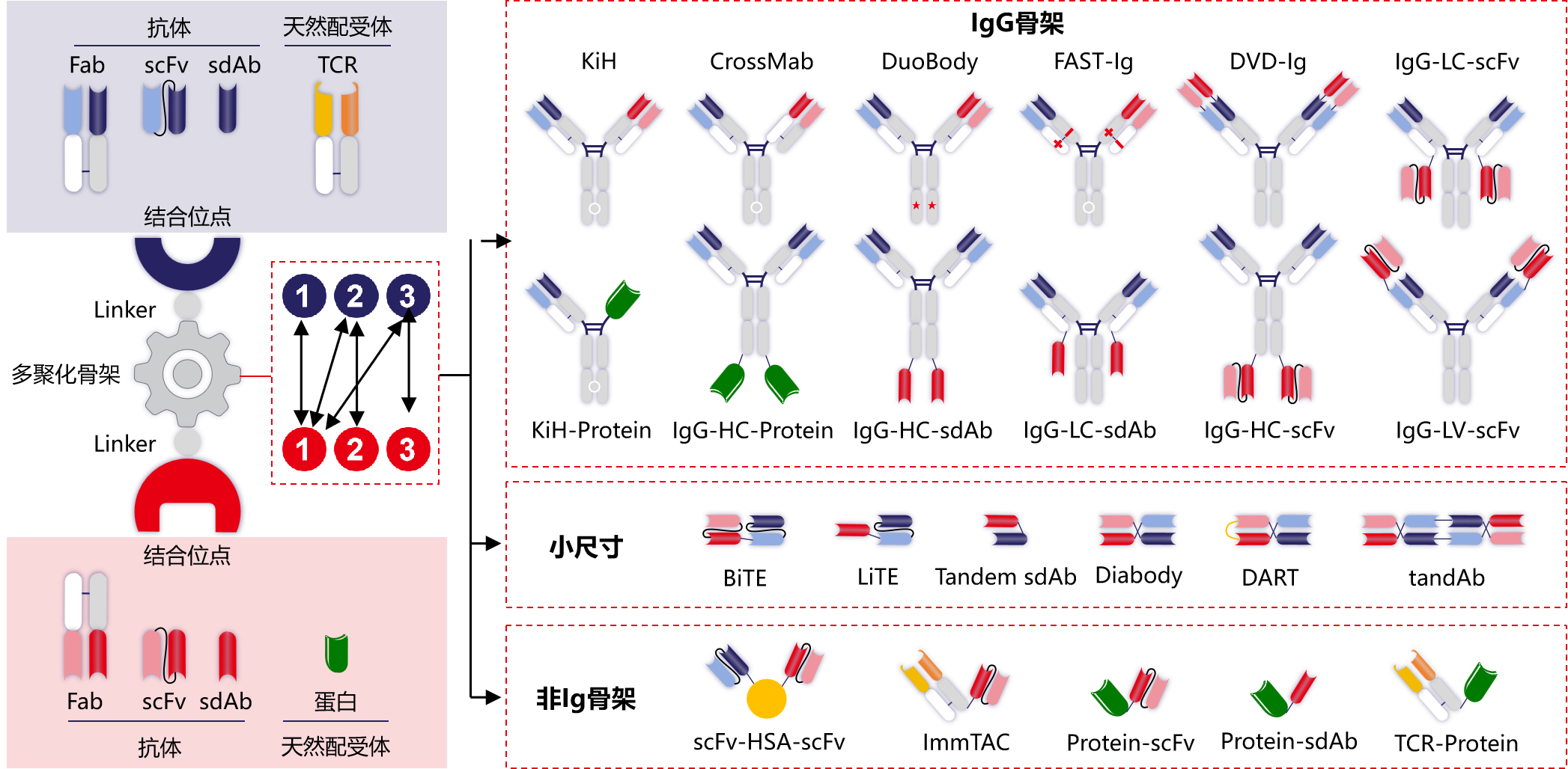 Introduction to engineering design of recombinant antibody