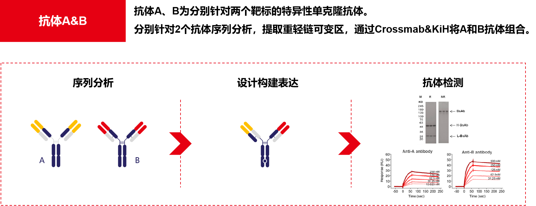 Introduction to engineering design of recombinant antibody