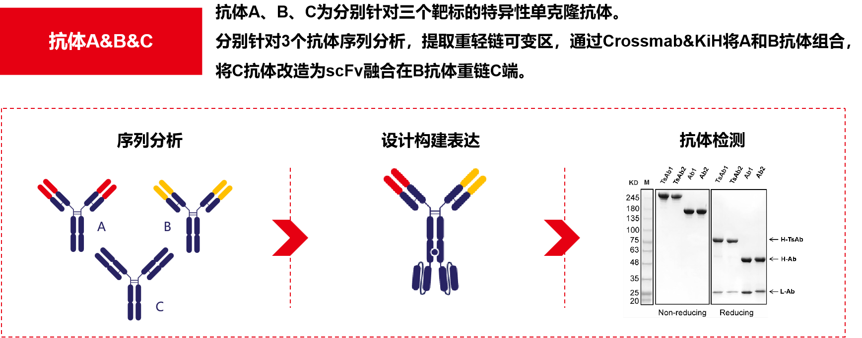 Introduction to engineering design of recombinant antibody