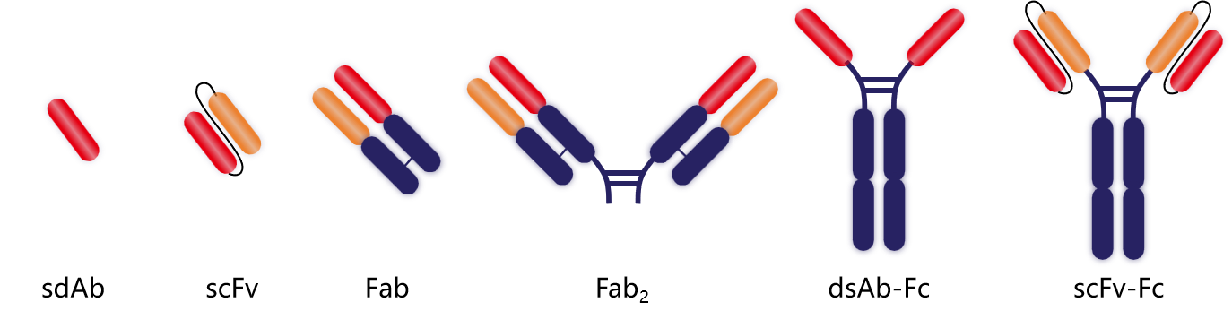 Introduction to engineering design of recombinant antibody