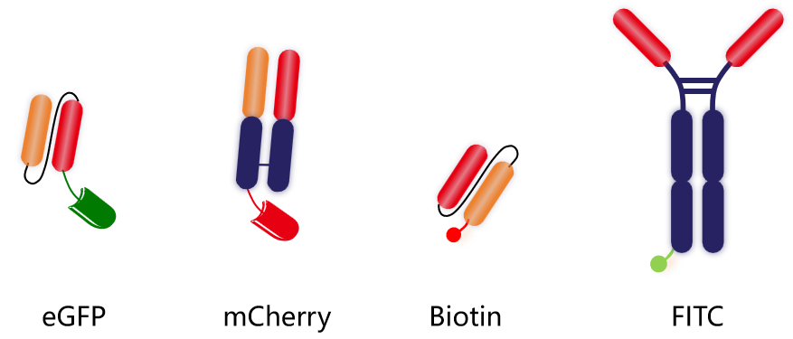 Introduction to engineering design of recombinant antibody