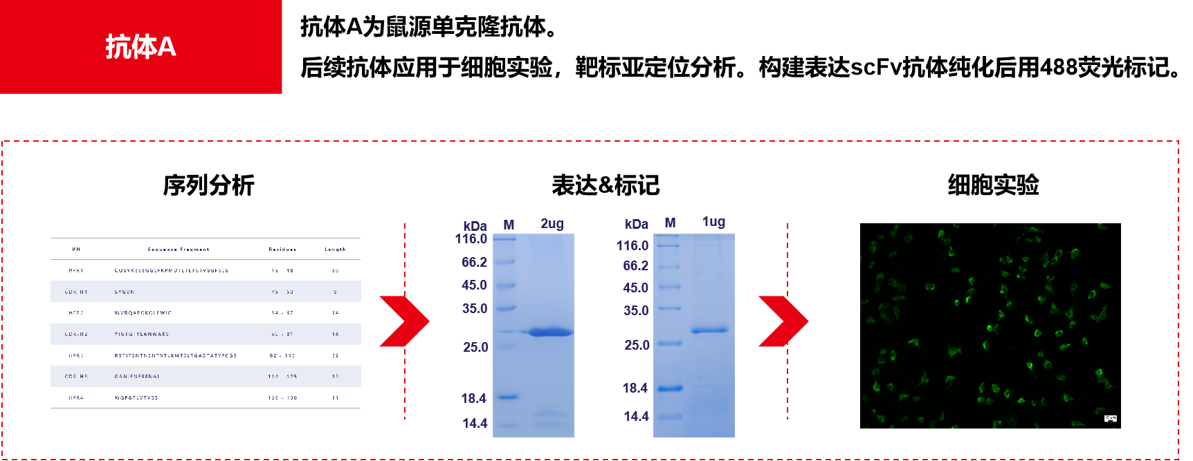 Introduction to engineering design of recombinant antibody