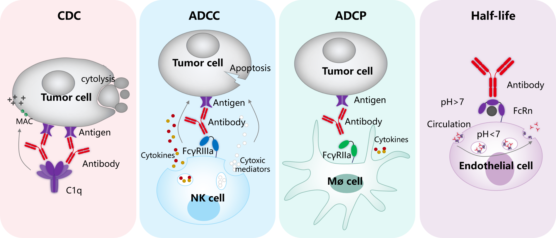 Introduction to engineering design of recombinant antibody