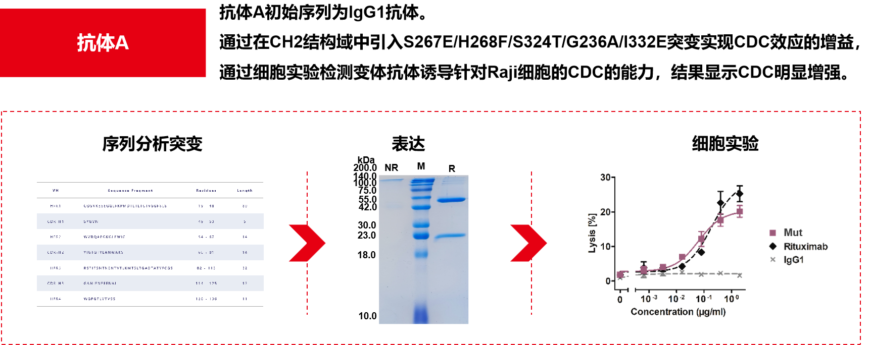 Introduction to engineering design of recombinant antibody
