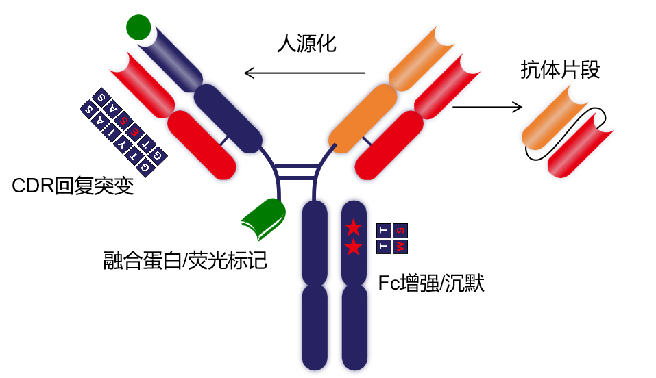 Introduction to engineering design of recombinant antibody