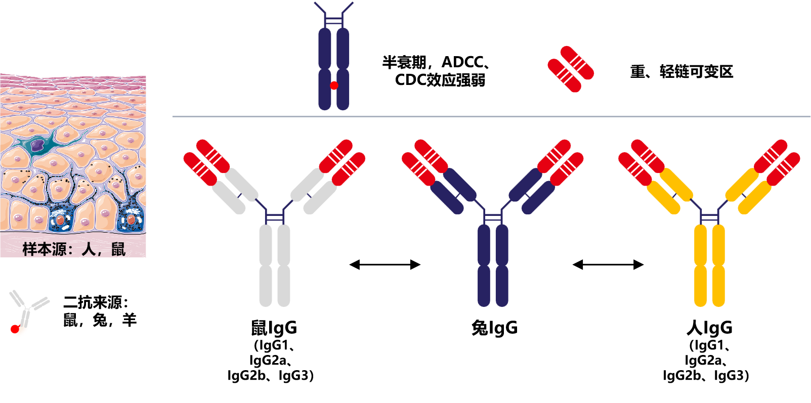 Introduction to engineering design of recombinant antibody