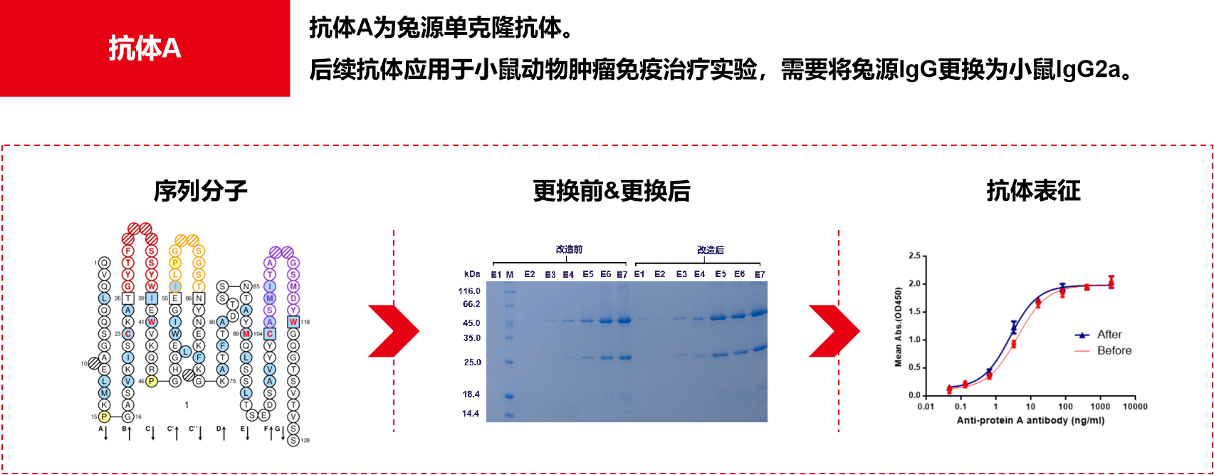 Introduction to engineering design of recombinant antibody