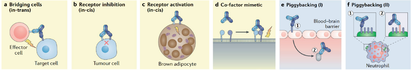 Introduction to engineering design of recombinant antibody