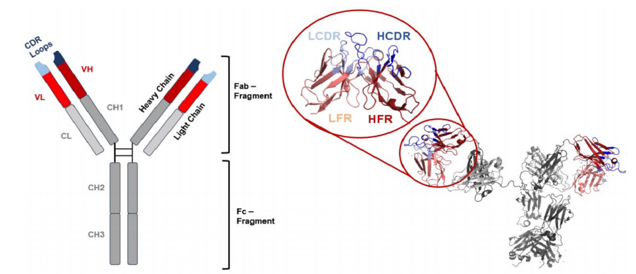 Key differences and limitations of antibody numbering schemes