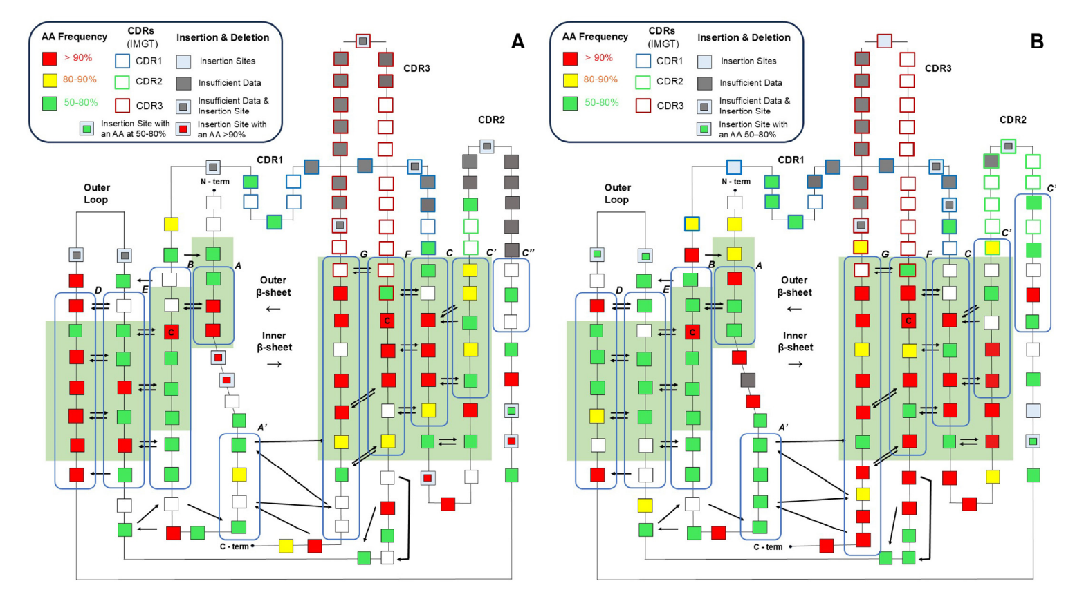 Key differences and limitations of antibody numbering schemes