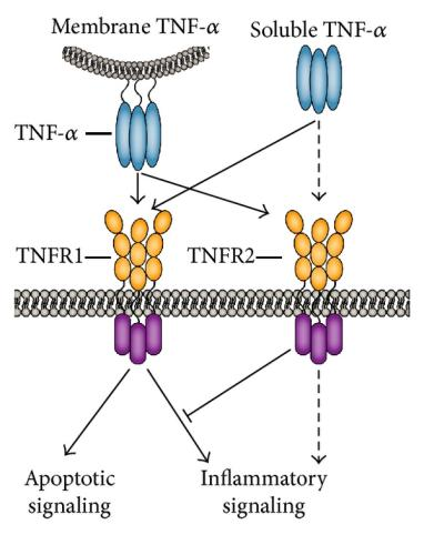 Key molecules on the surface of cytotoxic T-cells TNFa