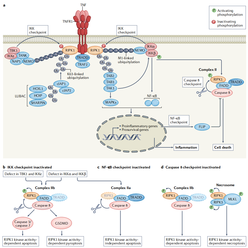 Key molecules on the surface of cytotoxic T-cells TNFa