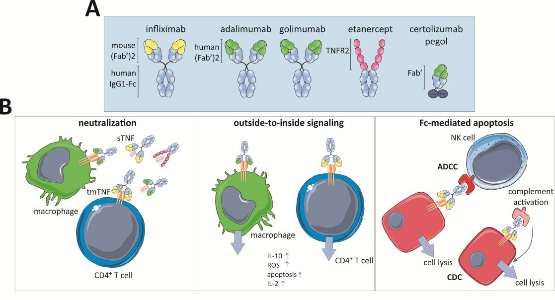 Key molecules on the surface of cytotoxic T-cells TNFa
