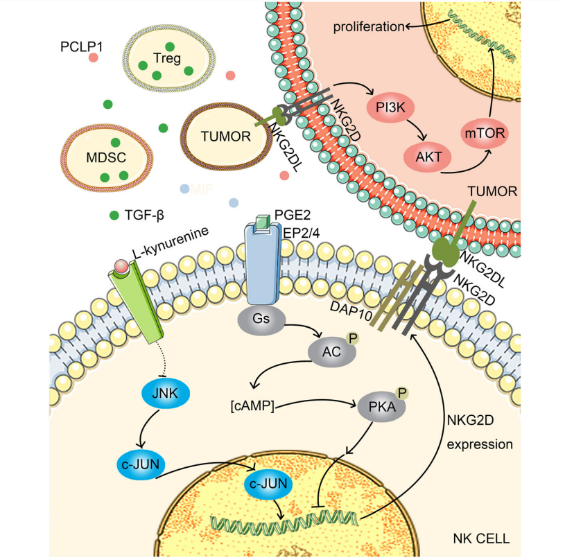 Killer cell activation receptor KLRK1