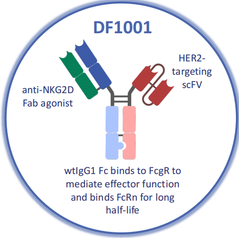 Killer cell activation receptor KLRK1