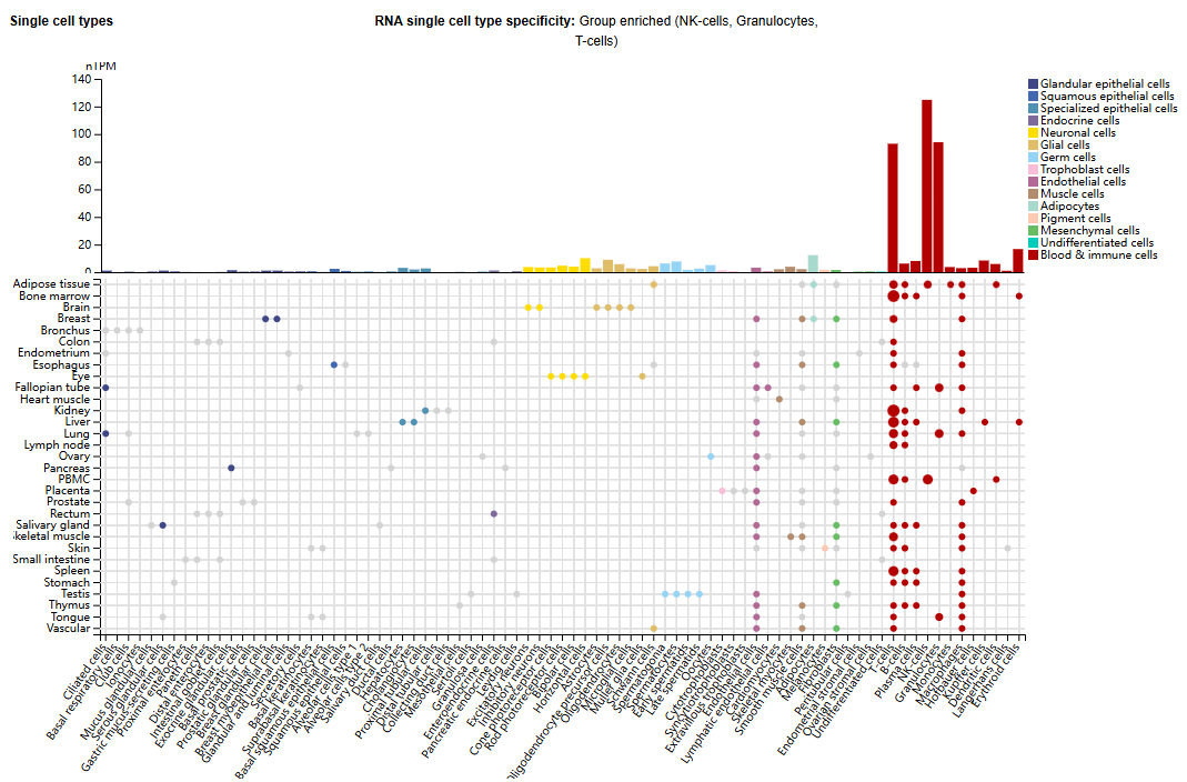 Killer cell lectin-like receptor KLRG1 Killer cell lectin-like receptor KLRG1