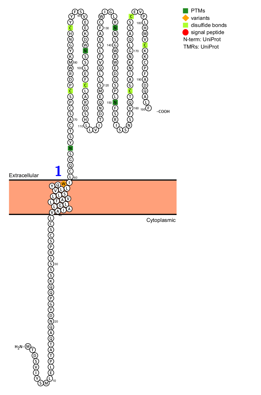 Killer cell lectin-like receptor KLRG1 Killer cell lectin-like receptor KLRG1