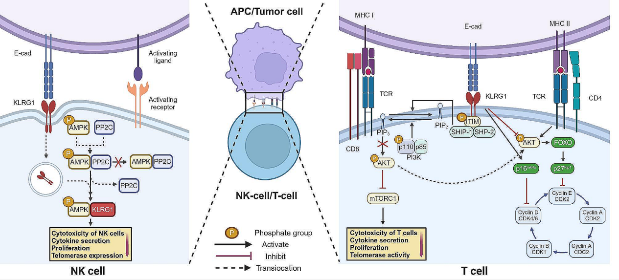 Killer cell lectin-like receptor KLRG1 Killer cell lectin-like receptor KLRG1