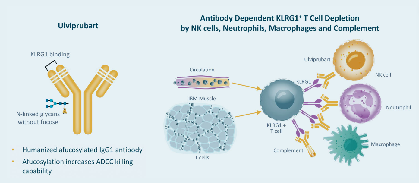 Killer cell lectin-like receptor KLRG1 Killer cell lectin-like receptor KLRG1