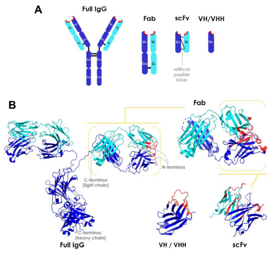 Known antibody sequence development again