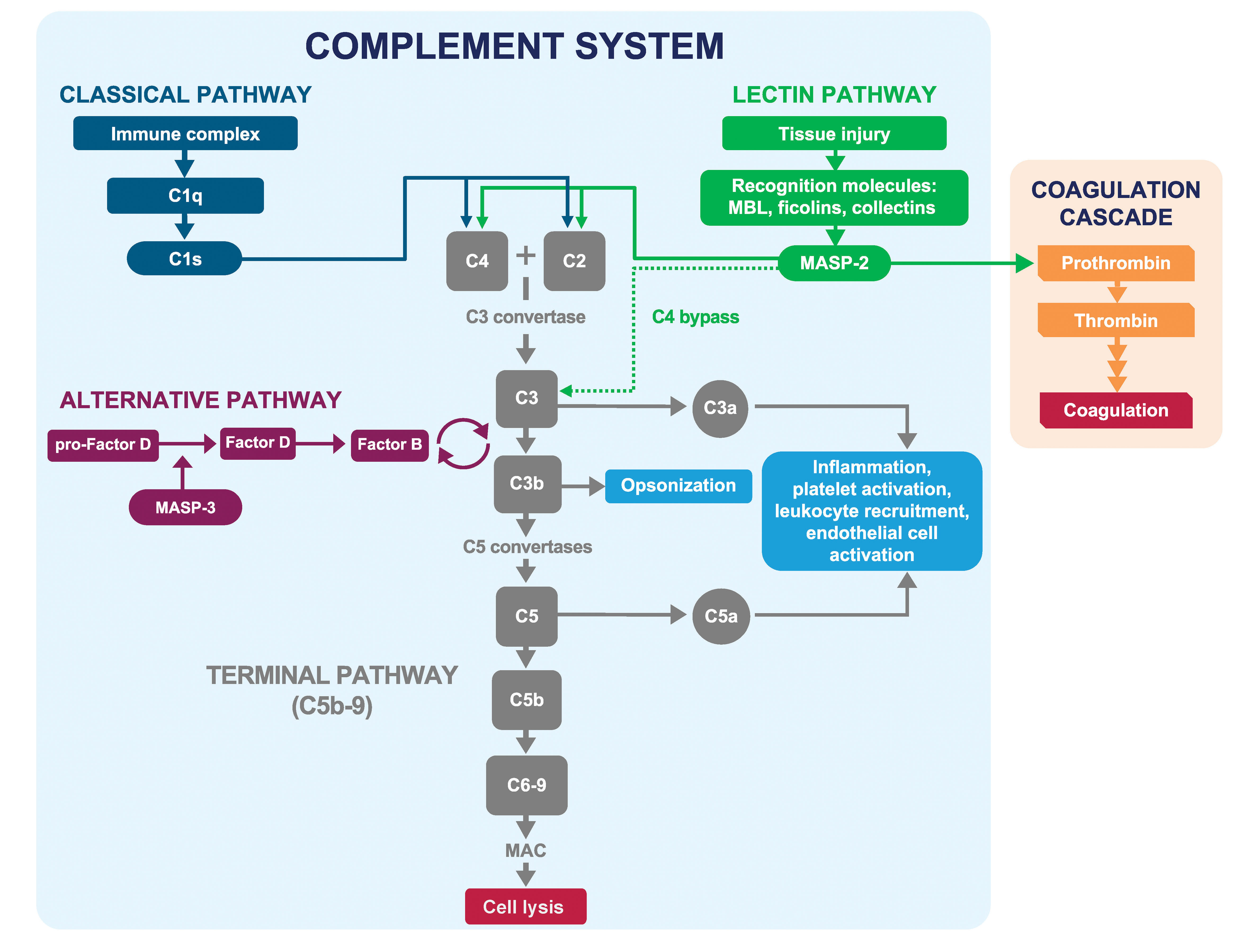 Lectin pathway related serine protease MASP