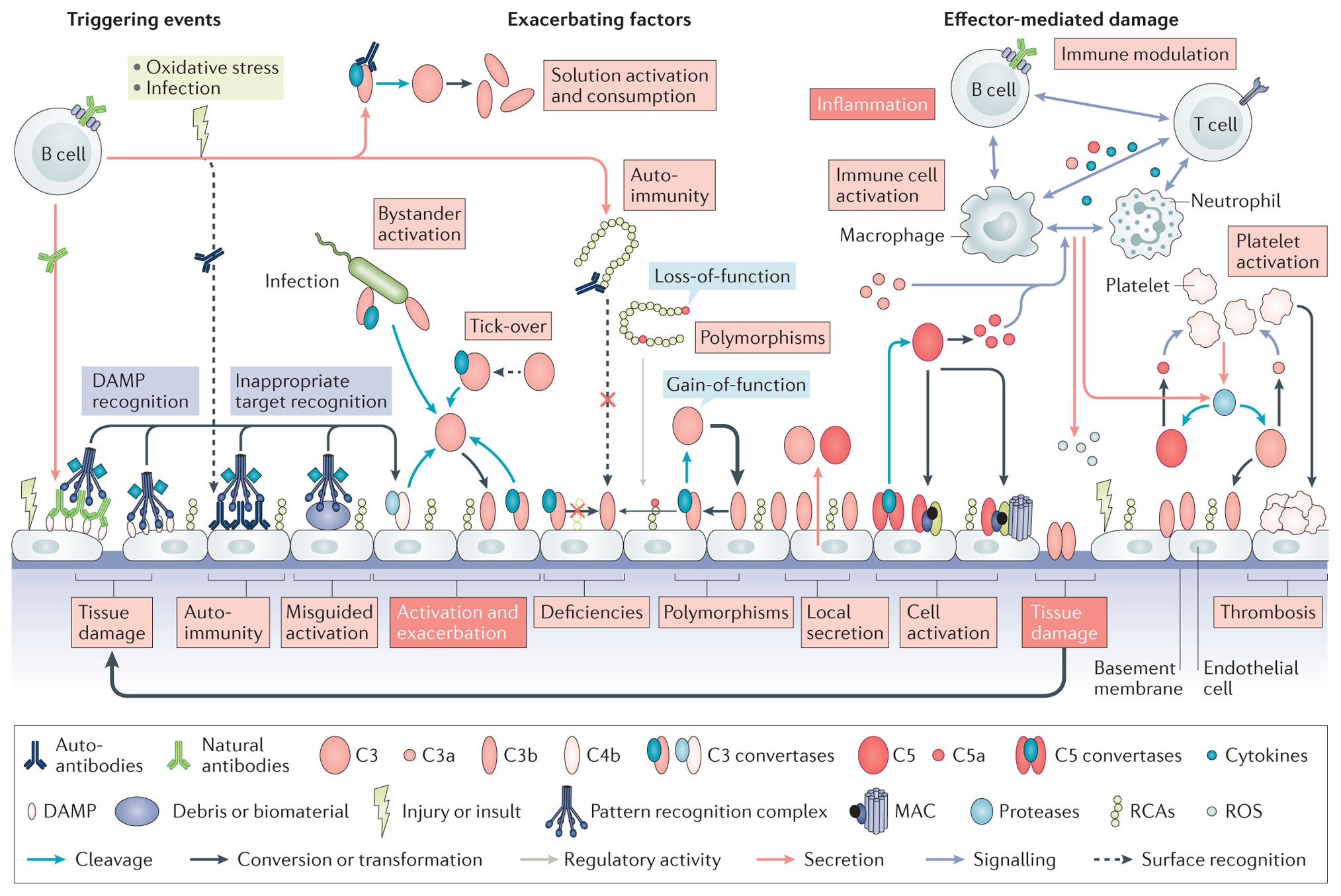 Lectin pathway related serine protease MASP