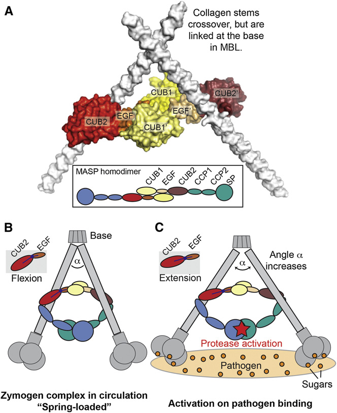 Lectin pathway related serine protease MASP