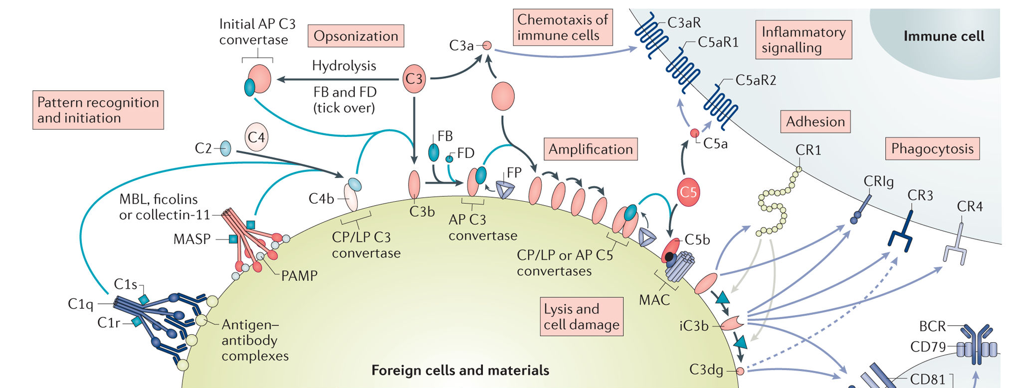 Lectin pathway related serine protease MASP