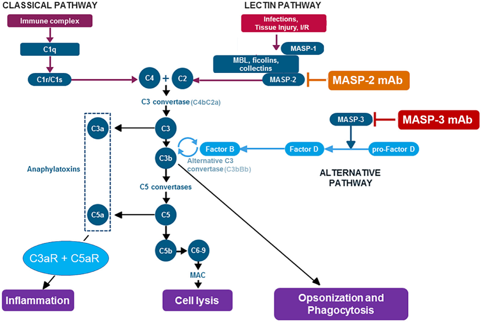 Lectin pathway related serine protease MASP