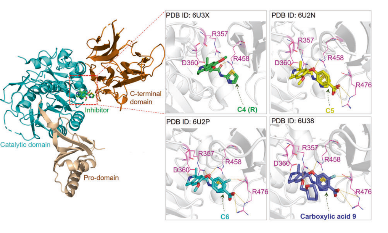 Lipid control protein PCSK9