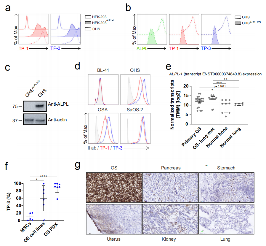 Literature share antibody sequences defined a new target for osteosarcoma CAR-T therapy