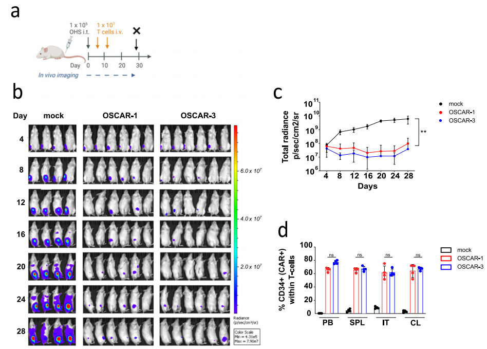 Literature share antibody sequences defined a new target for osteosarcoma CAR-T therapy
