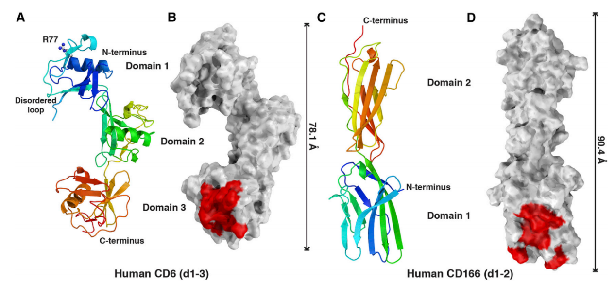 Lymphocyte activation targets CD6