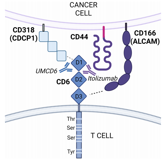 Lymphocyte activation targets CD6