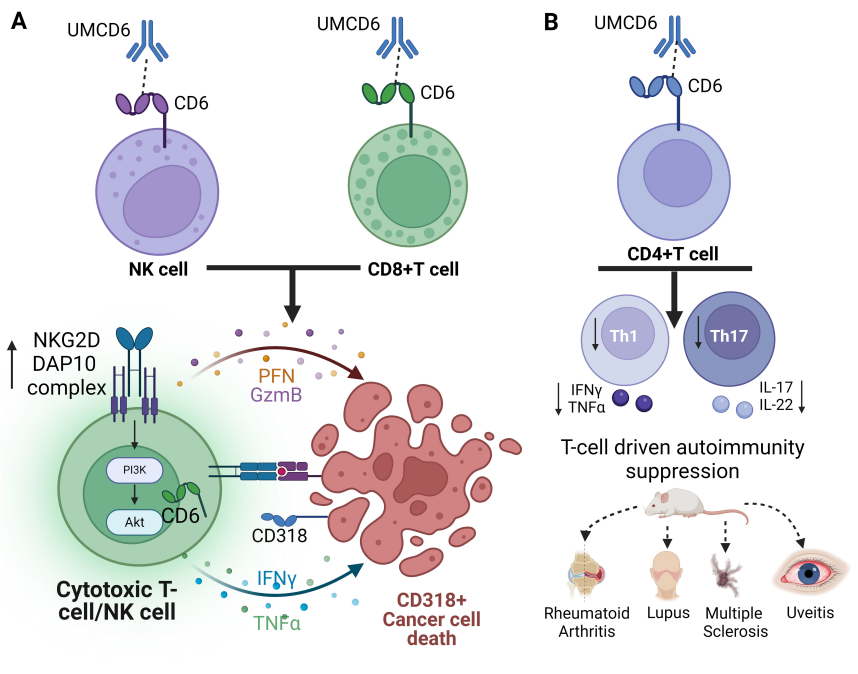 Lymphocyte activation targets CD6