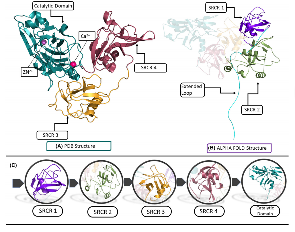 Lysyl oxidase like protein LOXL2