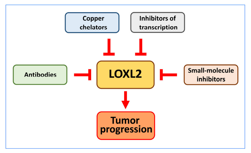 Lysyl oxidase like protein LOXL2