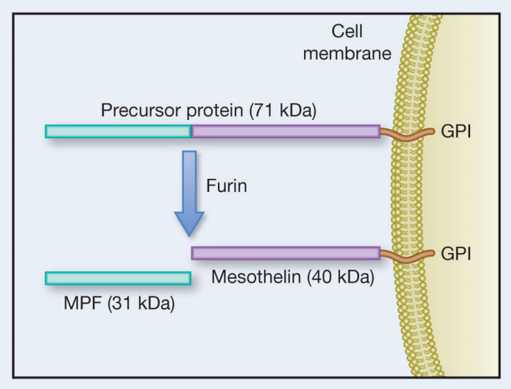 MSLN is the target of solid tumor treatment