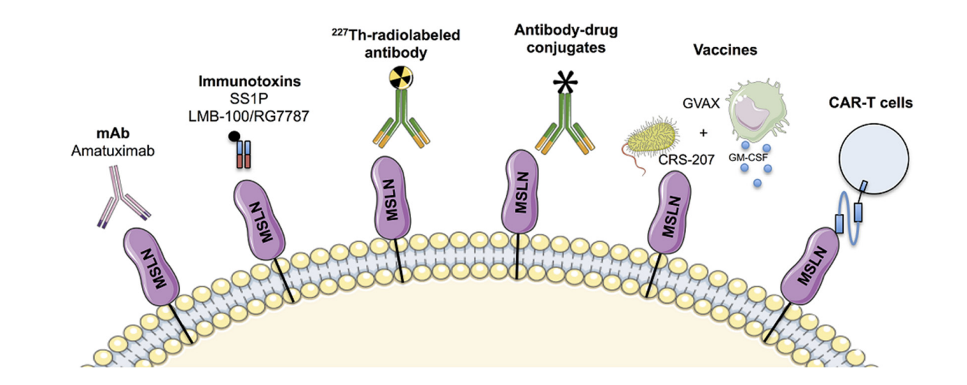 MSLN is the target of solid tumor treatment