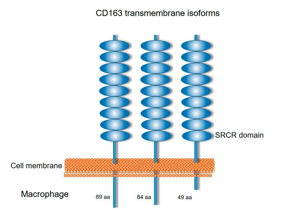 Macrophage activation marker CD163