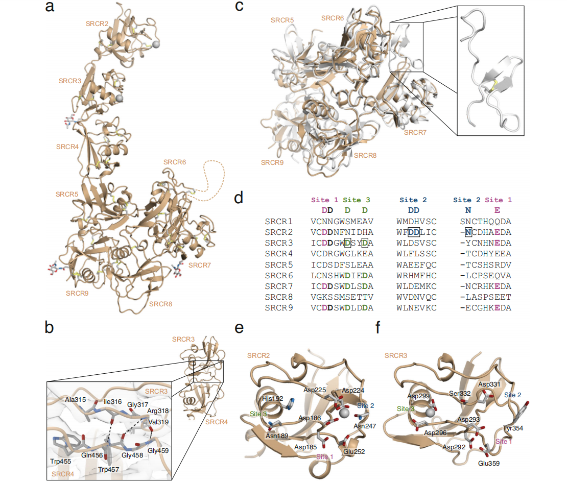 Macrophage activation marker CD163