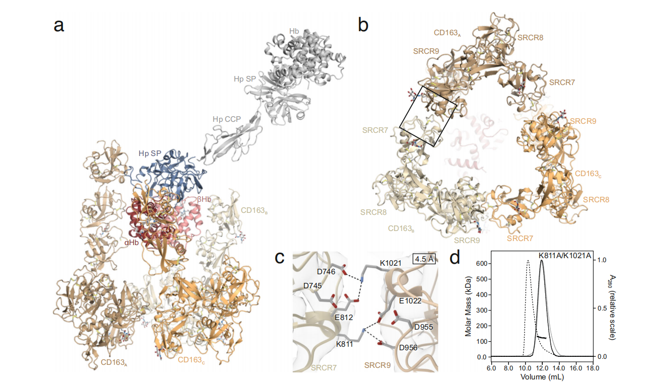 Macrophage activation marker CD163