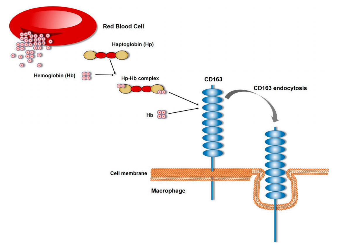 Macrophage activation marker CD163