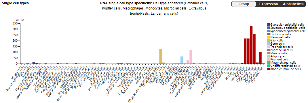Macrophage colony stimulating factor 1 receptor CD115