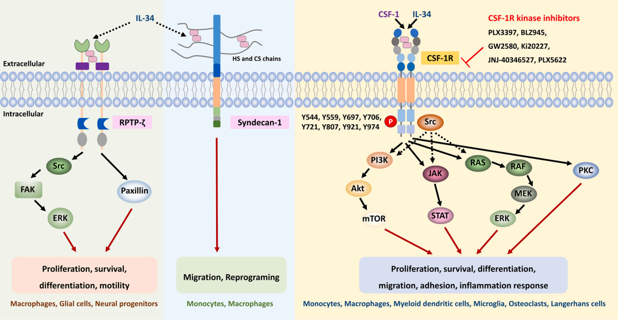 Macrophage colony stimulating factor 1 receptor CD115