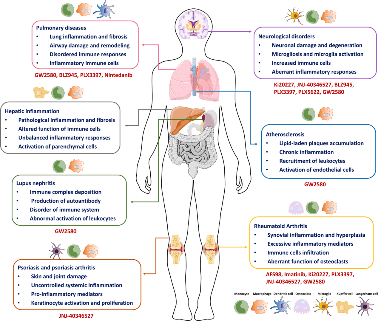 Macrophage colony stimulating factor 1 receptor CD115
