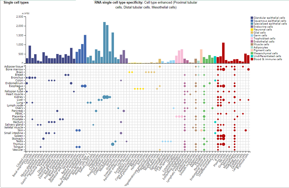 Macrophage migration inhibitor MIF
